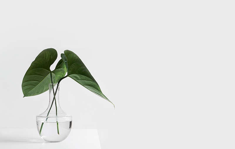 a green plant in a clear,
                            round vase with water in it